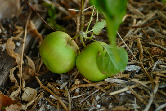 Granny Smith Apples on a tree