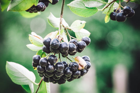 Nero Aronia