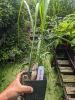 Kava Rangi Sugarcane