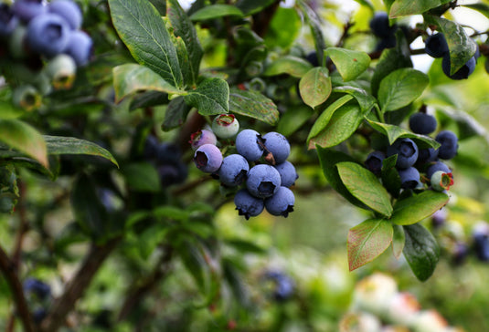 Chippewa Blueberry