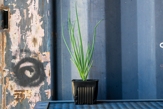 McCullars White Walking Onion