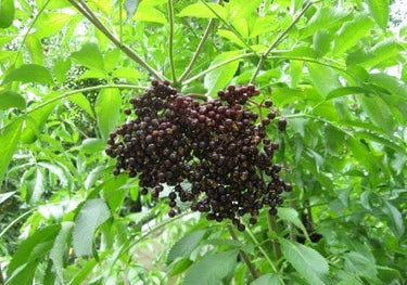 Cutting Wood Elderberry - Nova