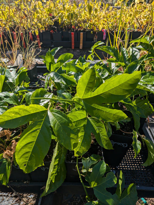 Bounty Passion Fruit – Planting Justice