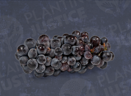 Pinot Noir Grape