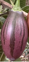Pear Tamarillo