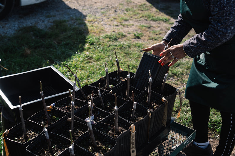 Plant starts in pots on a cart