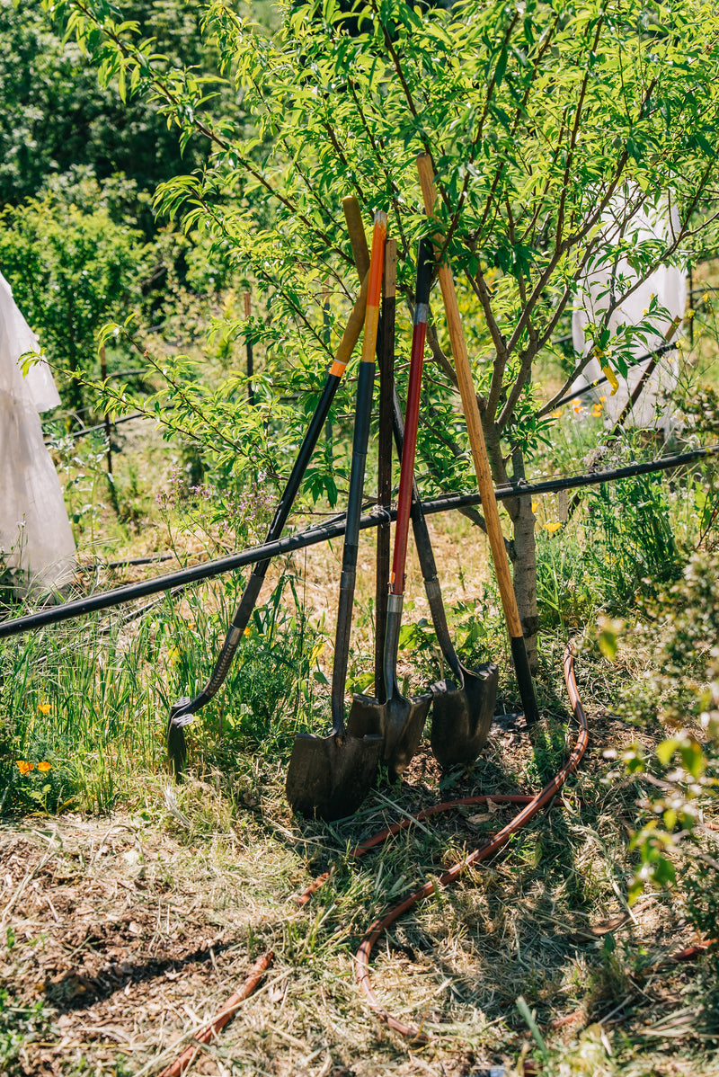 Shovels leaning against a tree