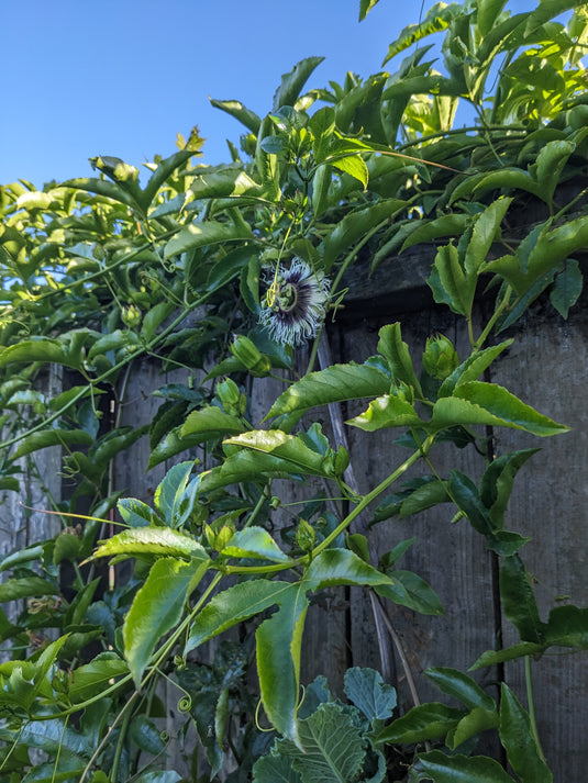 Possum Purple Passion Fruit