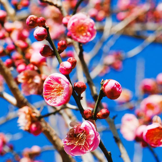 Fruiting Double Pink Japanese (Ume) Apricot