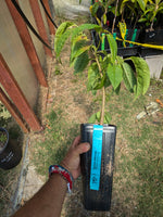 Rollinia