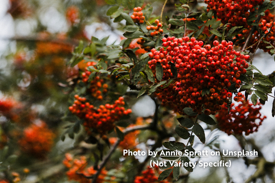 Baby Shipova Mountain Ash
