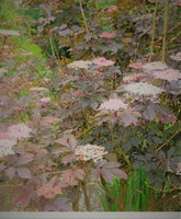 Thundercloud Elderberry