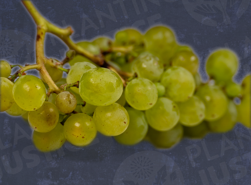 Load image into Gallery viewer, Seneca Grape
