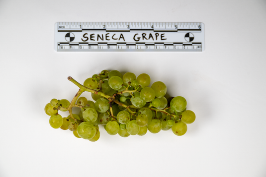 Seneca Grape