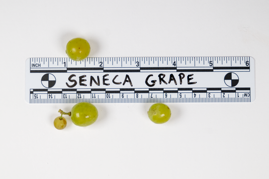Seneca Grape