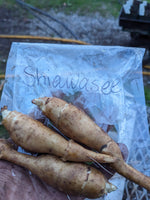 Shiawasee Sunchokes