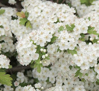 Common Hawthorn (Crataegus monogyna — single-seeded)