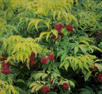 Cutting Wood Elderberry - Sutherland