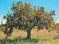 Puebla Tejocote (Crataegus Mexicana)