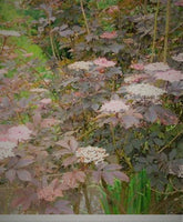 Cutting Wood of Elderberry - Thundercloud