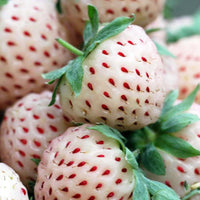 White Pine Strawberry