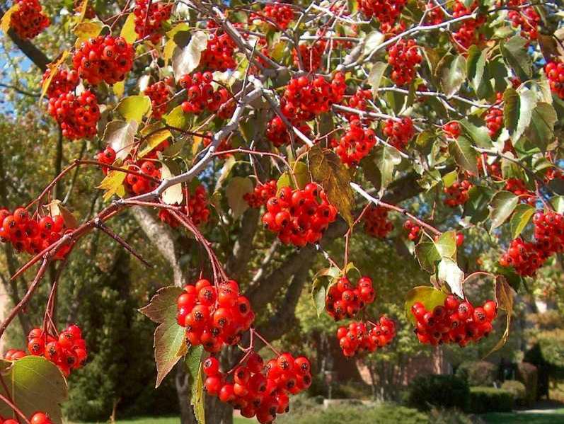 Load image into Gallery viewer, Washington Hawthorn (Crataegus Phaenopyrum)
