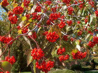 Washington Hawthorn (Crataegus Phaenopyrum)