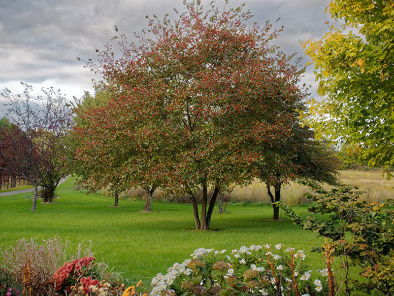 Load image into Gallery viewer, Washington Hawthorn (Crataegus Phaenopyrum)
