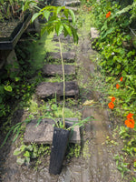 White Sapote Seedling 4x14 in tree band