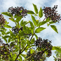 Cutting Wood Elderberry - York