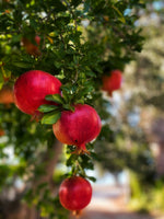 Wolfskill Tasting 3 Plant Pomegranate Special