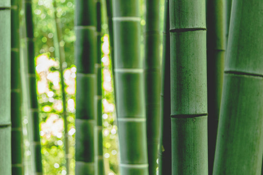 Green Bamboo (Phyllostachys nuda)