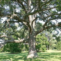 Bur Oak - Quercus Macrocarpa