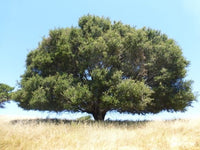 Coast Live Oak 5 plant special