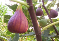 Osborne Prolific (Neveralla) Fig