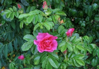 Hansa Rugosa Rose