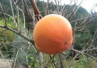 Fuyu Hana Oriental Persimmon