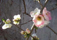 Toyo Nishiki Flowering Quince