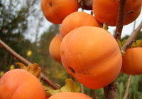 Fuyu Jiro Oriental Persimmon