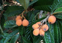 Gold Nugget Loquat