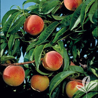 Earligrande Peach