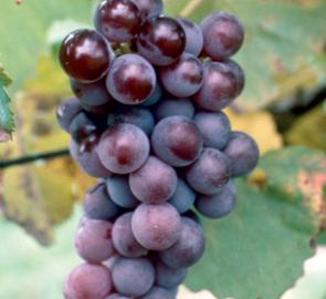 Champanel Grape