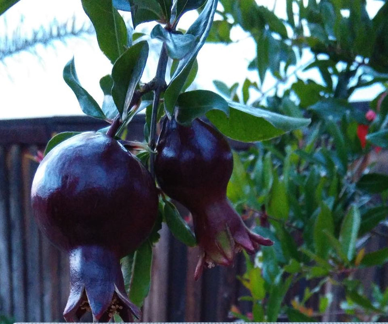 Load image into Gallery viewer, Chernaya Roza Pomegranate
