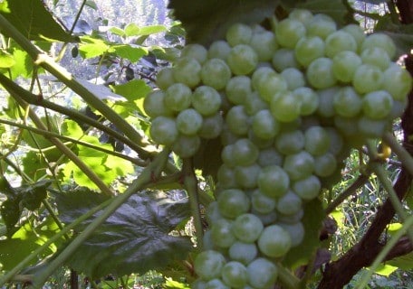 Interlaken Grape