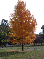 Liquid Amber (Liquidamber styraciflua)