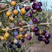 Arbequina Olive