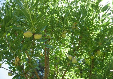All-In-One Almond (Prunus Dulcis)