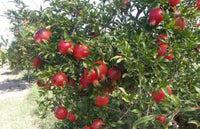 Hyrdanar X Goulosha Pomegranate