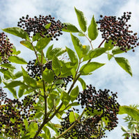 York Elderberry