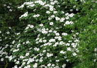 Pacific Dogwood (Cornus nuttallii)